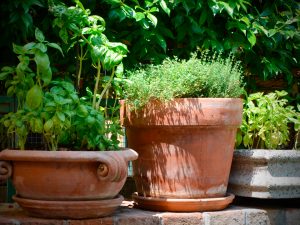 le-jardin-aromatique le-jardin-aromatique