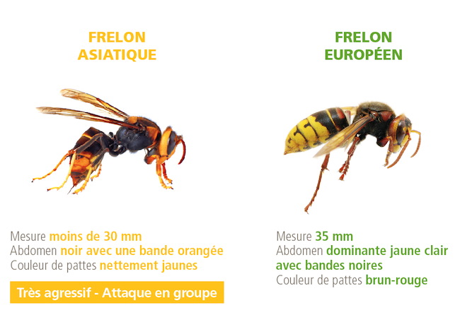 creavert-frelons-asiatiques