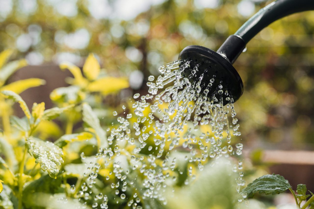 close-up-watering-flowers