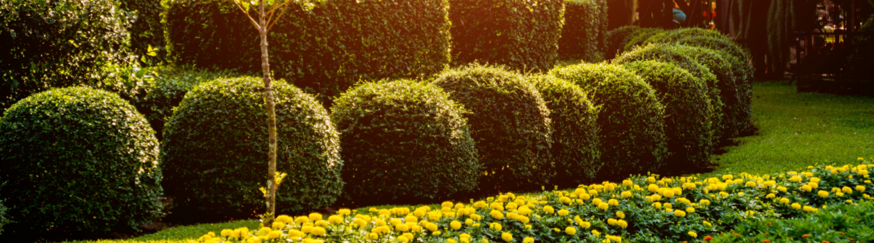 Luxury landscape design of the tropical garden. Luxury landscape design of the tropical garden.